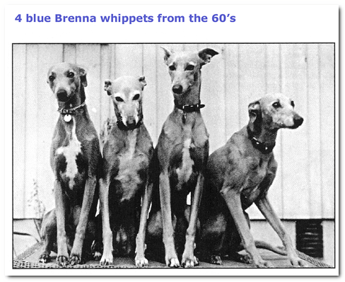 A brief history of the Danish whippets